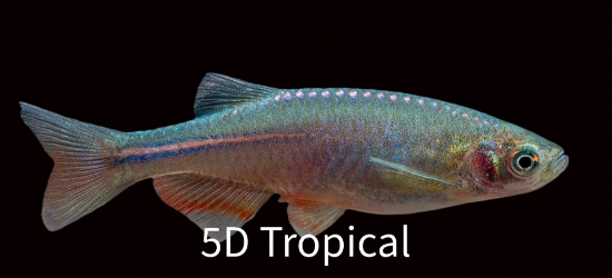 Picture of DANIO-PEARL      