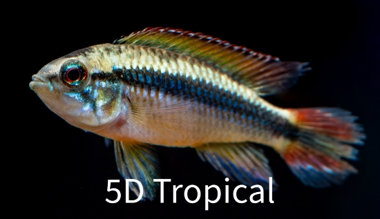 Picture of CICHLID-DOUBLE RED AGASSIZII MIX SEX 