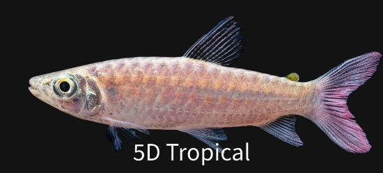 Picture of SOUTH AMERICAN FISH - PINKTAIL CHALCEUS - C. MACROLEPIDOTUS