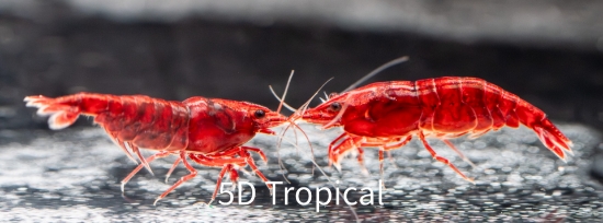 Picture of SHRIMP-BLOODY MARY SHRMP