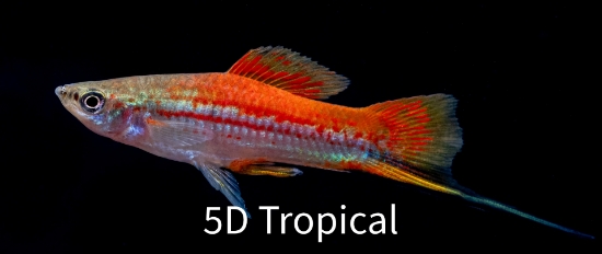 Picture of SWORD-NEON (IMPORT)      