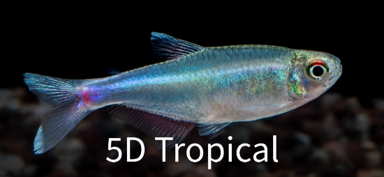 Picture of SOUTH AMRICAN TETRA-BLUE           