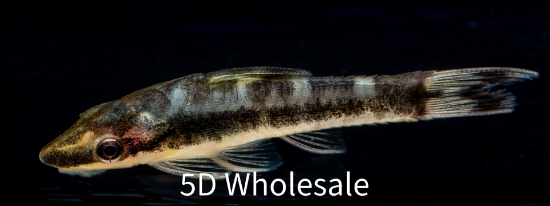 Picture of CAT-ZEBRA OTOCINCLUS