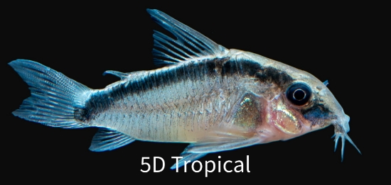 Picture of ARCUATUS CORY LG.W.W     