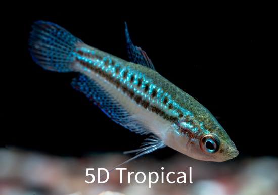 Picture of GOURAMI-SPARKLING (PYGMY)           