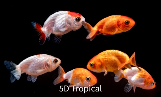 Picture of RD & WHT LIONHD 1.5"     