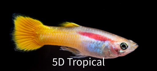 Picture of GUPPY-LEMON MALE-        
