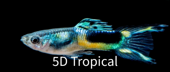 Picture of GUPPY-BLACK ENDLER MALE  