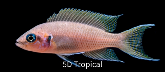 Picture of TANGANYIKAN-L BRICHARDI REG