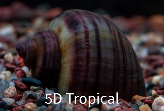 Picture of SNAIL-BLACK MYSTERY (NO GA,AZ,LA)  