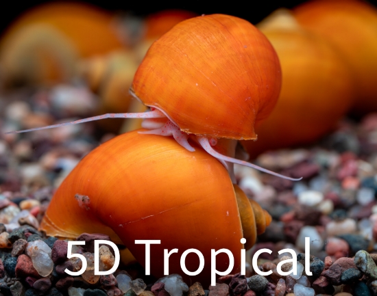 Picture of SNAIL-GOLD MYSTERY (NO GA,AZ,LA)     