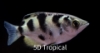 Picture of BANDED ARCHERFISH 2" (FW)           