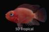 Picture of FAR EAST FISH-BLOODY PARROT SM-        