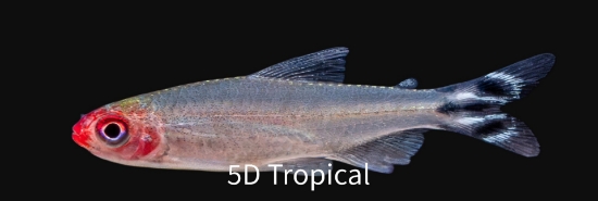 Picture of SOUTH AMERICAN TETRAS - RUMMYNOSE T.R. 