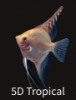 Picture of ANGELFISH-FANCY MIX MED     