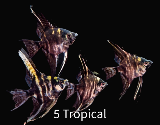 Picture of ANGELFISH-MARBLE MED           