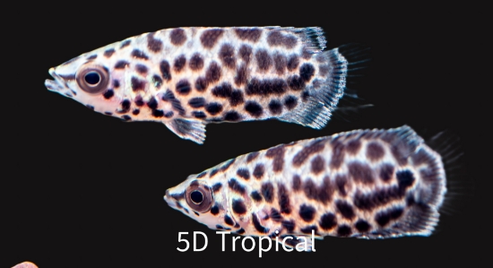 Picture of AFRICAN FISH- CTENOPOMA LEOPARD- SMALL      