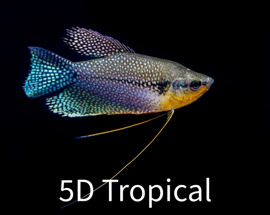 Picture of GOURAMI-PEARL              