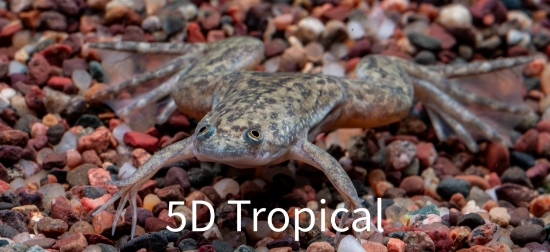 Picture of AMPHIBIAN-AFRICAN CLAWED FROG-XENOPUS LAEVIS-(NO AZ,CA,VA,NJ)