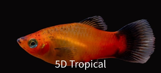 Picture of PLATY-SUNSET WAG  