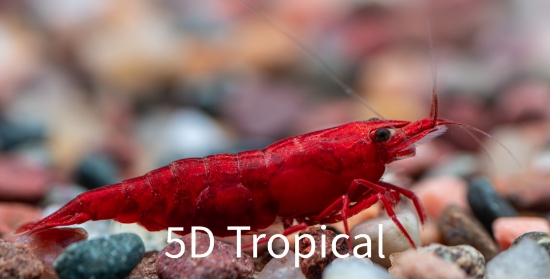 Picture of SHRIMP-RED CHERRY  