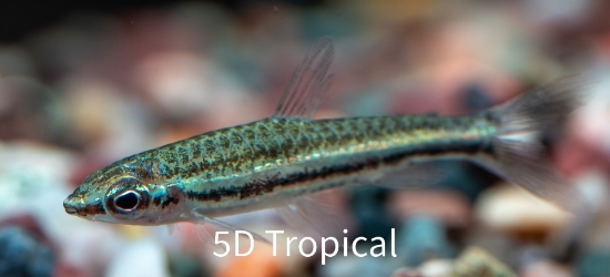 Picture of TRIFASC. PENCIL          