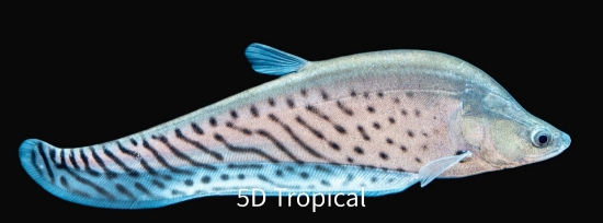 Picture of FAR EAST FISH-ROYAL CLWN KNIFE 8"          