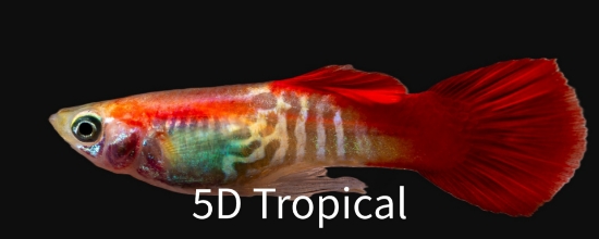 Picture of GUPPY-FLAMINGO MALE     