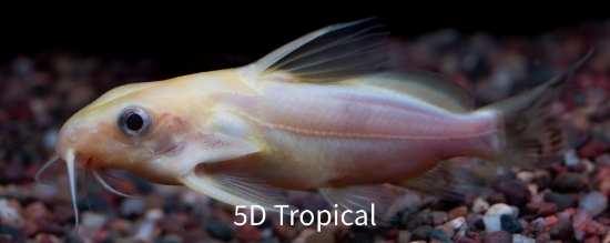 Picture of SYNODONTIS NIGRITA GOLD 2" (FL)