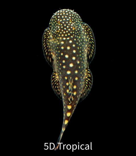 Picture of LOACH-BORNEO SUCKER 