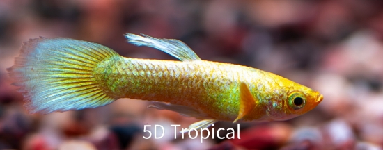 Picture of GUPPY-WHITE DUMBO EAR MALE- 