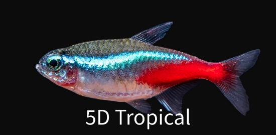 Picture of TETRA-NEON JUMBO (FLORIDA BRED)