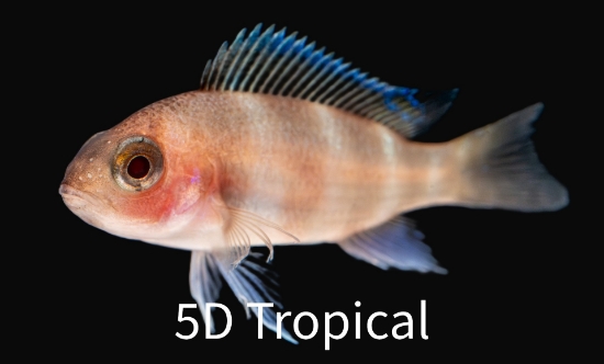 Picture of TANGANYIKAN- CYPHOTILAPIA RED FRONTOSA  SM      