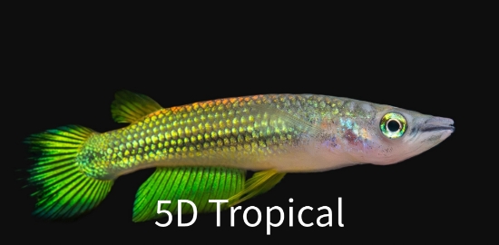 Picture of KILLIFISH-GOLD WONDER (STRIPED PANCHAX)   