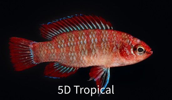 Picture of INDIA-SCARLETT BADIS           