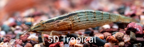 Picture of SHRIMP-BAMBOO SHRIMP    