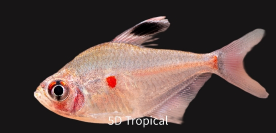 Picture of SOUTH AMERICAN TETRA- BLEEDING HEART MD   