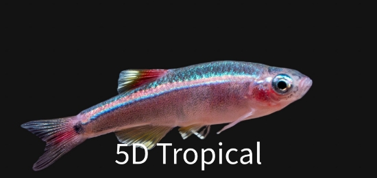 Picture of DANIO-WHITE CLOUD-(MOUNTAIN MINNOW)         