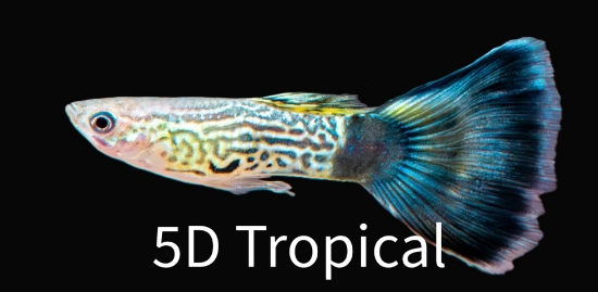 Picture of GUPPY-BLUE COBRA MALE   