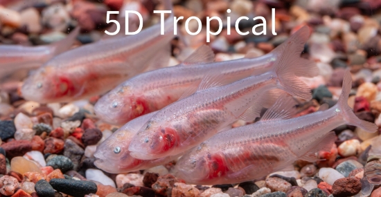 Picture of TETRA-BLIND CAVE TETRA NO CA   