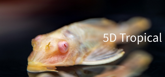Picture of ALBINO PLECO 2"          