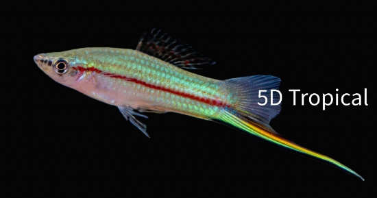 Picture of SWORD-GREEN         