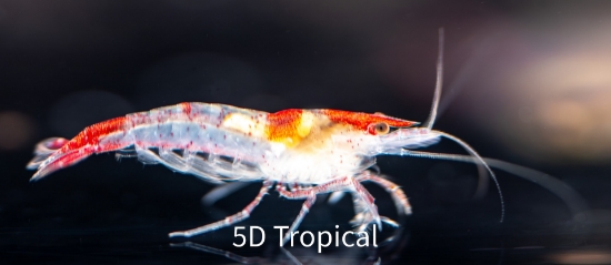 Picture of CHERRY BOMB SHRIMP       