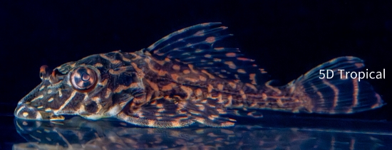 Picture of PLECO-PTERYGOPLICHTHYS GIBBICEPS 2"
