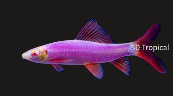 Picture of GLOFISH(R)SHARK-GALACTIC PURPLE(R)