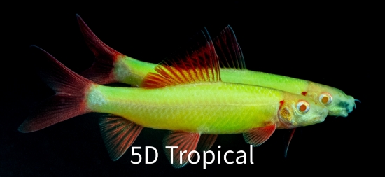 Picture of GLOFISH(R)SHARK-ELECTRIC GREEN(R) 