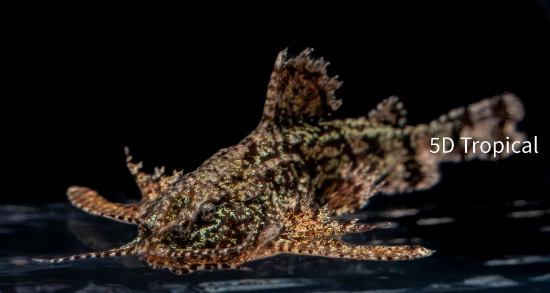 Picture of INDIA-MOTH CAT (ANCHOR CAT)            