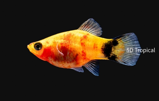 Picture of PLATY-RED TIGER          