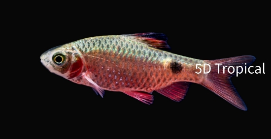 Picture of BARB-ROSEY             