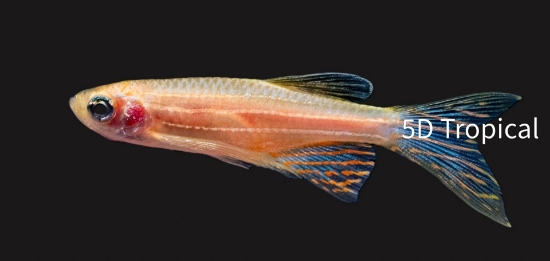Picture of DANIO-LONGFIN GOLD ZEB DANIO         